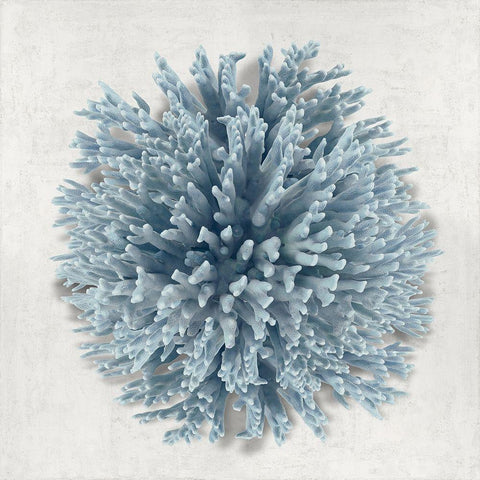 Coral Blue I White Modern Wood Framed Art Print by Kelly, Caroline