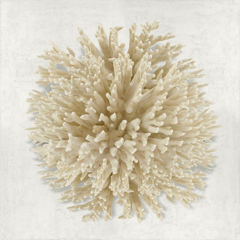 Coral Cream I White Modern Wood Framed Art Print with Double Matting by Kelly, Caroline