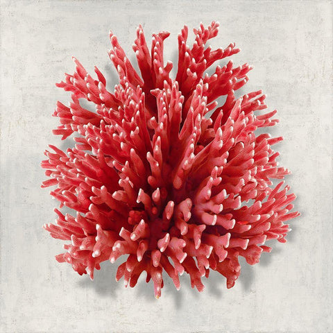 Coral Red I White Modern Wood Framed Art Print with Double Matting by Kelly, Caroline