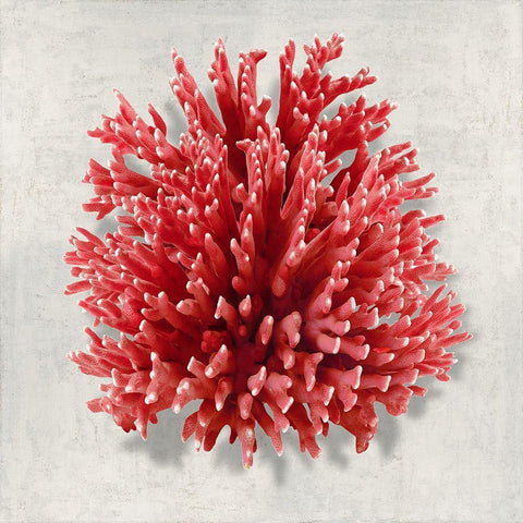 Coral Red I Black Modern Wood Framed Art Print by Kelly, Caroline