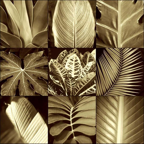 Tropical Leaves II White Modern Wood Framed Art Print by Kelly, Caroline