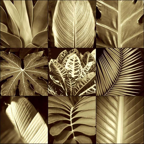 Tropical Leaves II Black Ornate Wood Framed Art Print with Double Matting by Kelly, Caroline