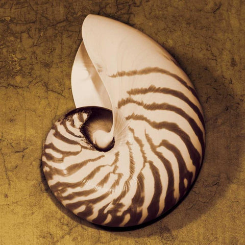 Nautilus White Modern Wood Framed Art Print by Kelly, Caroline