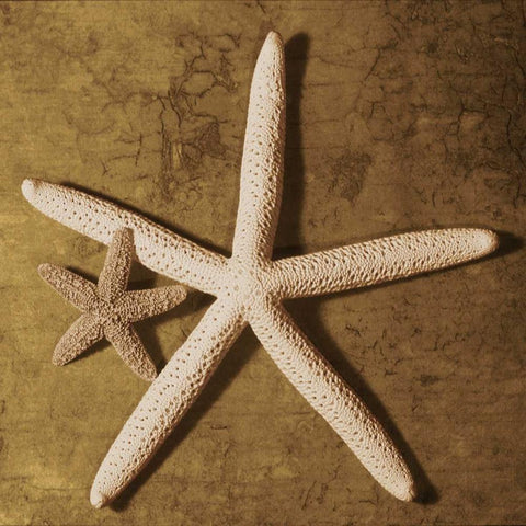 Starfish White Modern Wood Framed Art Print with Double Matting by Kelly, Caroline