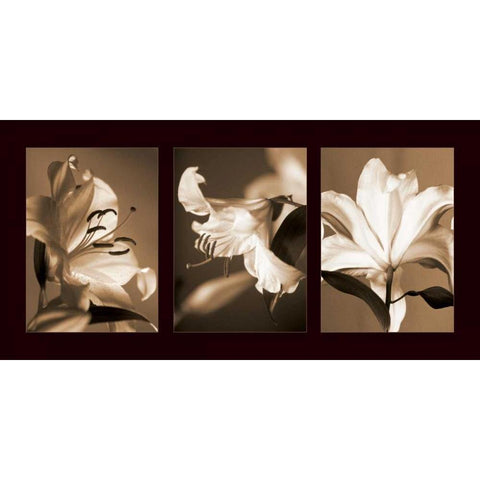 Lily Trio Black Modern Wood Framed Art Print with Double Matting by Kelly, Caroline