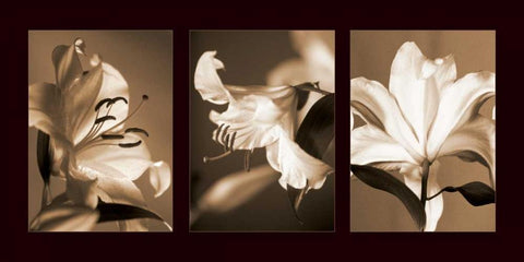 Lily Trio Black Ornate Wood Framed Art Print with Double Matting by Kelly, Caroline