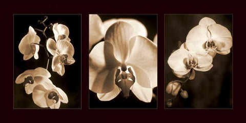 Orchid Trio White Modern Wood Framed Art Print with Double Matting by Kelly, Caroline