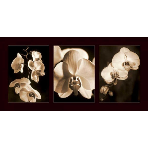 Orchid Trio Black Modern Wood Framed Art Print with Double Matting by Kelly, Caroline