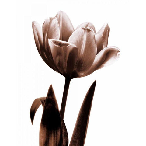 Tulip in Sepia I White Modern Wood Framed Art Print by Kelly, Caroline