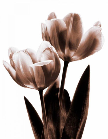 Tulip in Sepia II White Modern Wood Framed Art Print with Double Matting by Kelly, Caroline