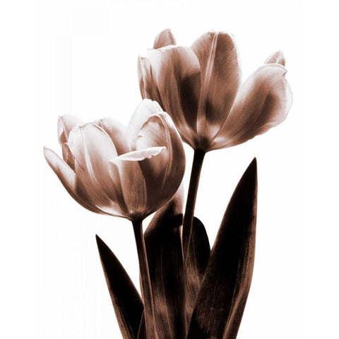 Tulip in Sepia II Gold Ornate Wood Framed Art Print with Double Matting by Kelly, Caroline
