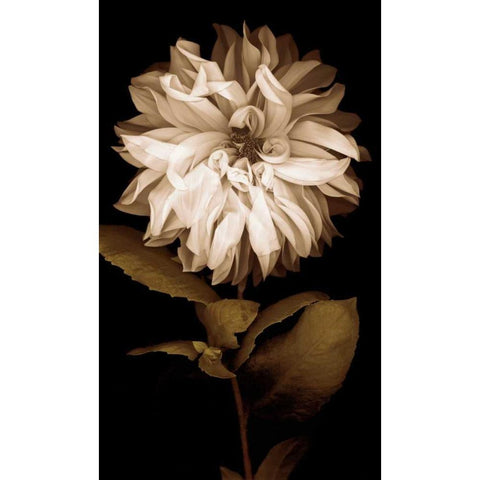 Dahlia I Black Modern Wood Framed Art Print with Double Matting by Kelly, Caroline