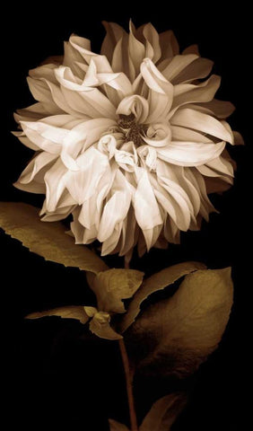 Dahlia I White Modern Wood Framed Art Print with Double Matting by Kelly, Caroline