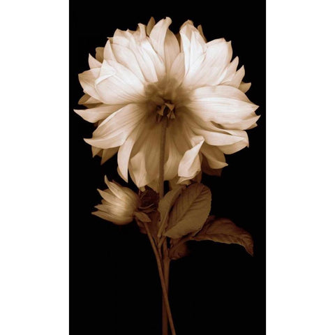 Dahlia II Gold Ornate Wood Framed Art Print with Double Matting by Kelly, Caroline