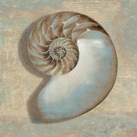 Aqua Nautilus Black Ornate Wood Framed Art Print with Double Matting by Kelly, Caroline