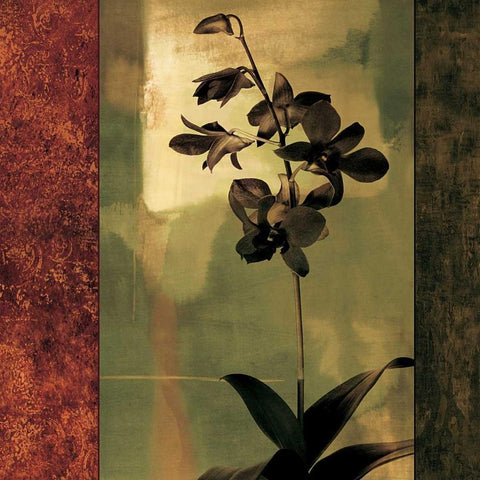 Mesmerized II Black Modern Wood Framed Art Print by Donovan, Chris