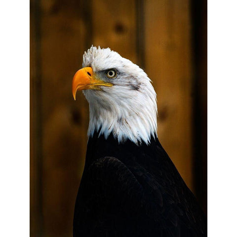 Bald Eagle Gold Ornate Wood Framed Art Print with Double Matting by Branson, Clive