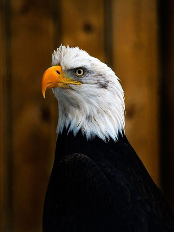 Bald Eagle Black Ornate Wood Framed Art Print with Double Matting by Branson, Clive