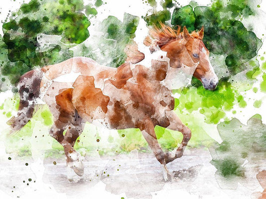 Image Only
