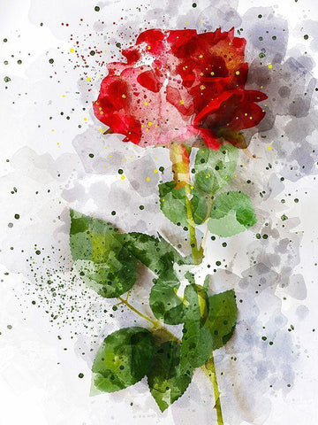 Rose in Bloom White Modern Wood Framed Art Print with Double Matting by Young, Chamira