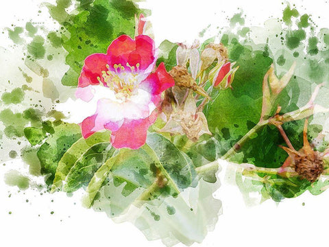 Floral in Bloom XIII White Modern Wood Framed Art Print with Double Matting by Young, Chamira