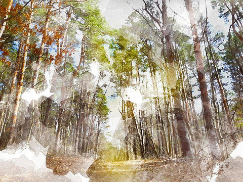 Forest Road I Black Ornate Wood Framed Art Print with Double Matting by Young, Chamira