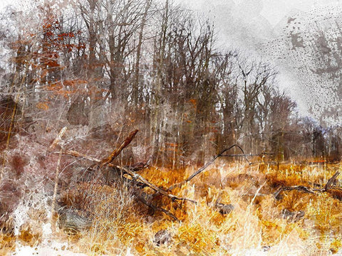 Autumn Forest I Black Ornate Wood Framed Art Print with Double Matting by Young, Chamira