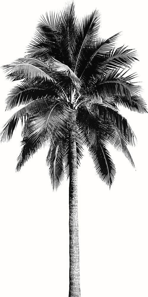 Image Only