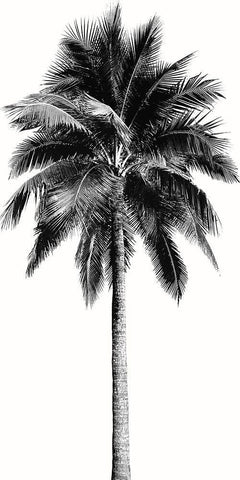 Palm Tree I Black Ornate Wood Framed Art Print with Double Matting by Blake, Madeline