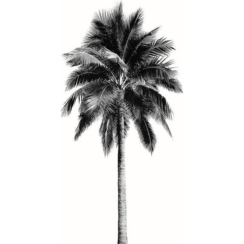 Palm Tree I Black Modern Wood Framed Art Print with Double Matting by Blake, Madeline