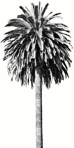 Palm Tree II Black Ornate Wood Framed Art Print with Double Matting by Blake, Madeline