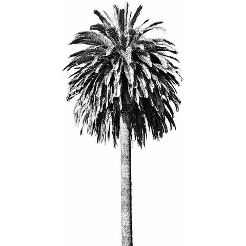 Palm Tree II White Modern Wood Framed Art Print by Blake, Madeline