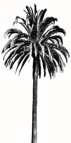 Palm Tree III White Modern Wood Framed Art Print with Double Matting by Blake, Madeline