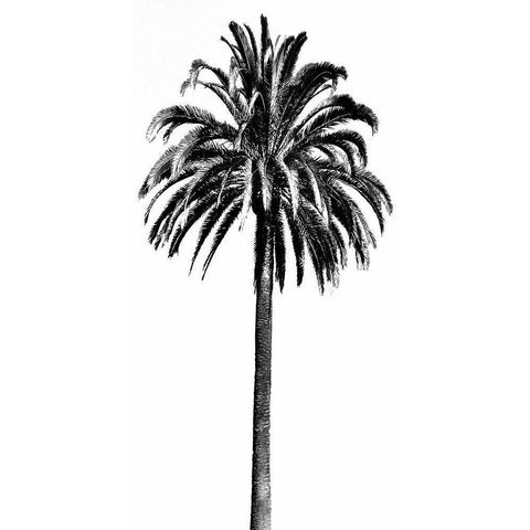Palm Tree III Black Modern Wood Framed Art Print with Double Matting by Blake, Madeline