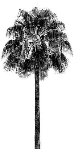 Palm Tree IV White Modern Wood Framed Art Print with Double Matting by Blake, Madeline