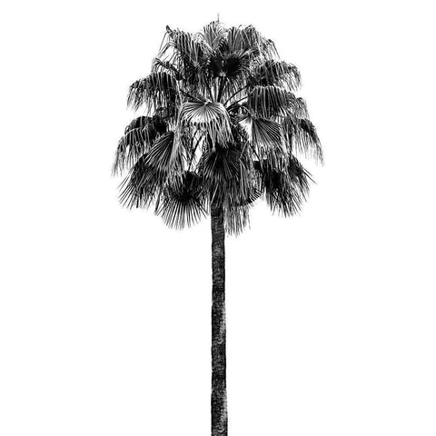 Palm Tree IV White Modern Wood Framed Art Print by Blake, Madeline