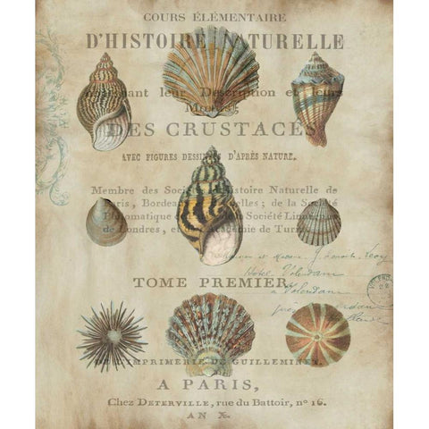 Shell Collection I Gold Ornate Wood Framed Art Print with Double Matting by Devellier, Deborah