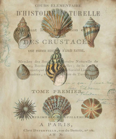 Shell Collection I Black Ornate Wood Framed Art Print with Double Matting by Devellier, Deborah