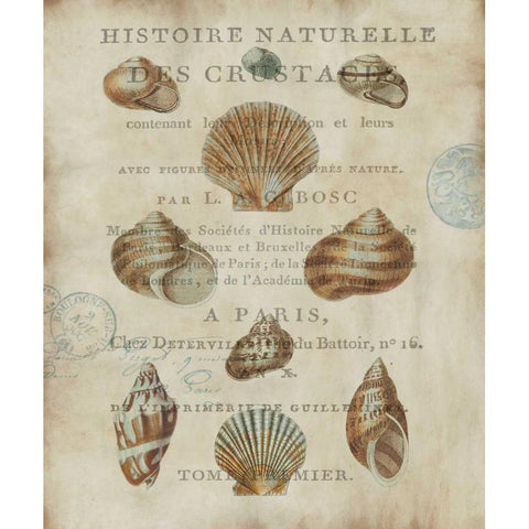 Shell Collection II Gold Ornate Wood Framed Art Print with Double Matting by Devellier, Deborah