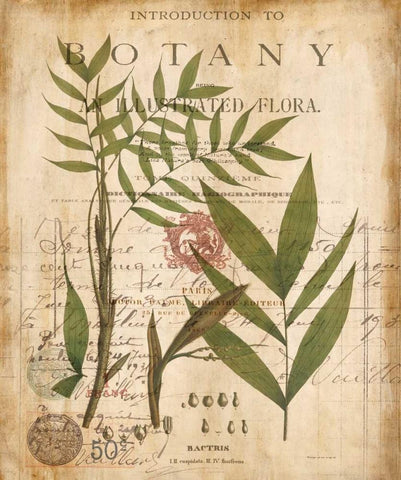 Palm Study II Black Ornate Wood Framed Art Print with Double Matting by Devellier, Deborah