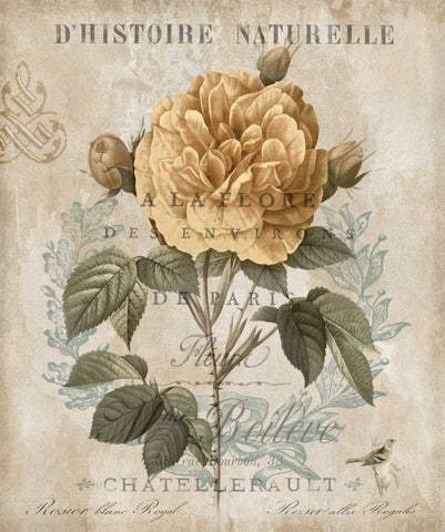 Botanique II Black Ornate Wood Framed Art Print with Double Matting by Devellier, Deborah