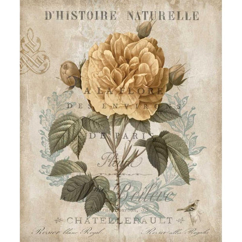 Botanique II Black Modern Wood Framed Art Print by Devellier, Deborah