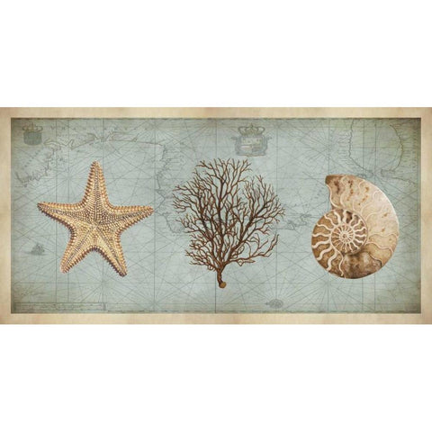 Sea Treasures II Black Modern Wood Framed Art Print with Double Matting by Devellier, Deborah