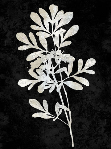 Nature White on Black II White Modern Wood Framed Art Print with Double Matting by Carson, Danielle