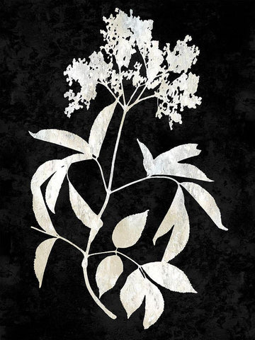 Nature White on Black V Black Ornate Wood Framed Art Print with Double Matting by Carson, Danielle