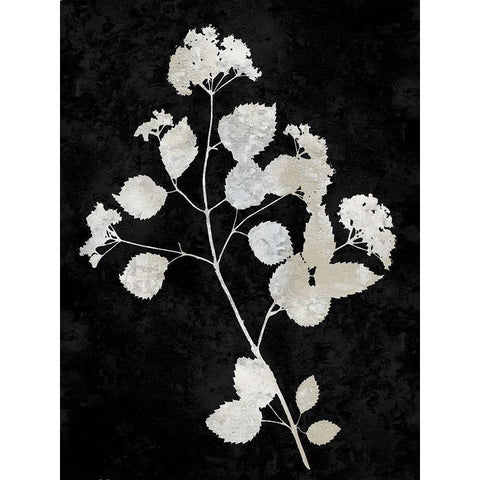 Nature White on Black VI White Modern Wood Framed Art Print by Carson, Danielle