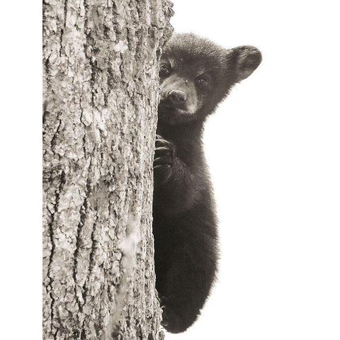 Boo Black Modern Wood Framed Art Print with Double Matting by Sproul, Dan