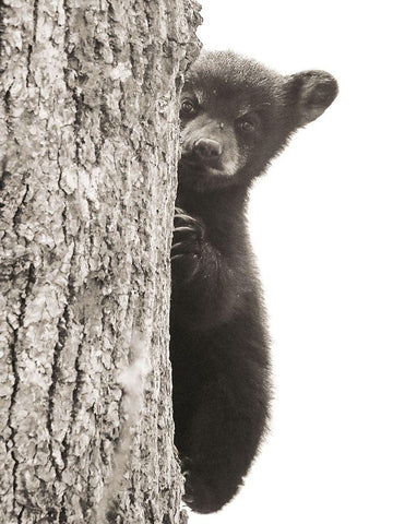 Boo White Modern Wood Framed Art Print with Double Matting by Sproul, Dan