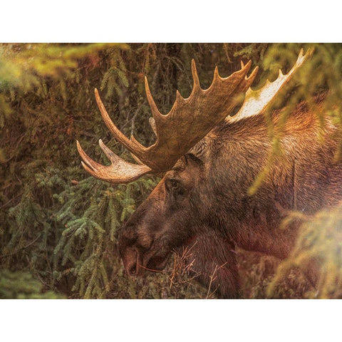 Moose White Modern Wood Framed Art Print by Sproul, Dan