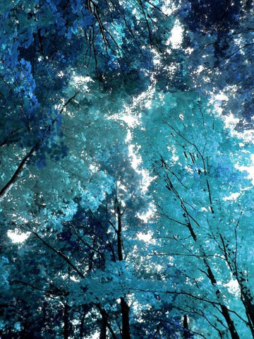 Blue Forest I Black Ornate Wood Framed Art Print with Double Matting by Scott, Derek